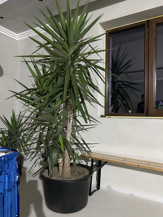 Yuca de vanzare peste 2 m inaltime.