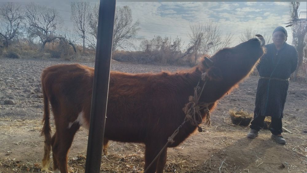 Sifatli Ishonchli mollar bor