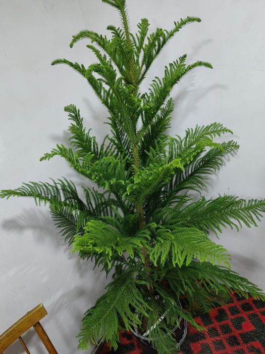 Араукариа арча сотилади