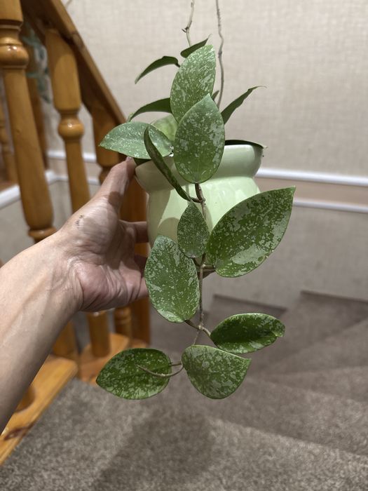 Хойя Акута EPS 997,  доставка (20000)