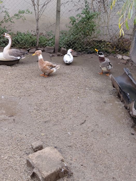 Gâște   și  rațe