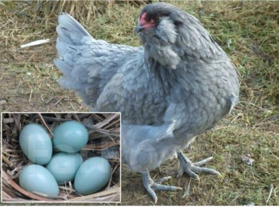 Куры амераукана.