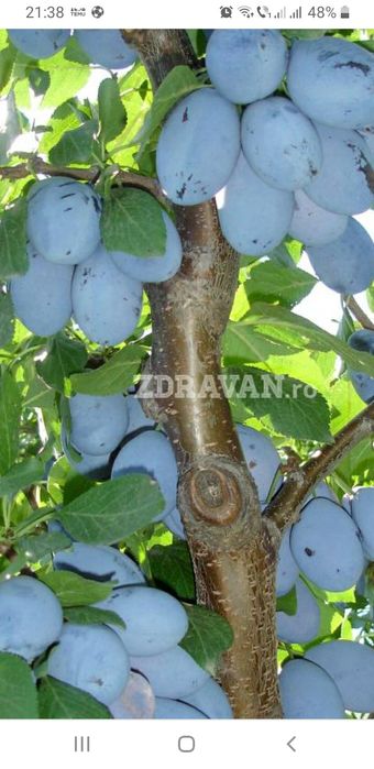 Vand Prune Naturale