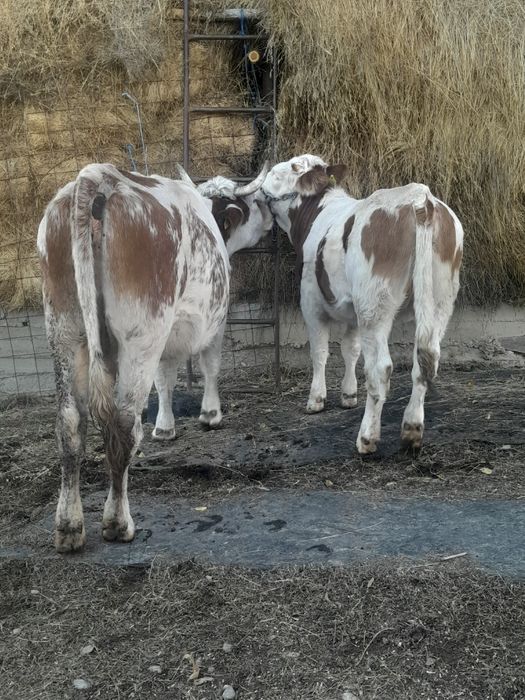 Vand doua vaci cu doua vitele