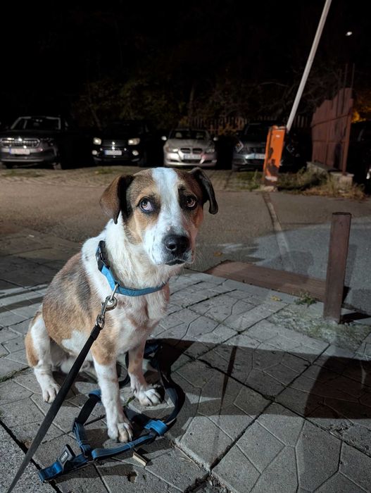 Да намерим Дом за Куче Римо