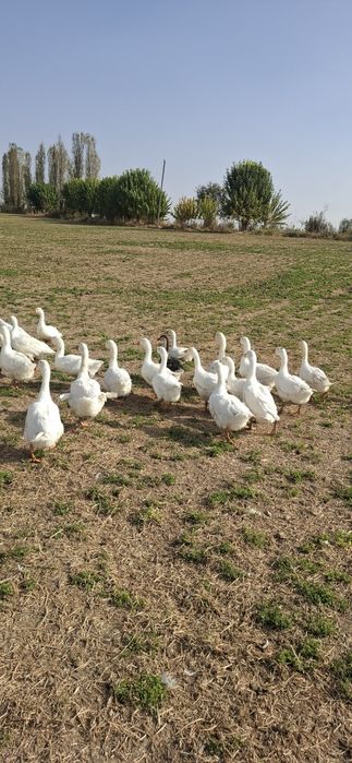 Продаются гуси 45 шт