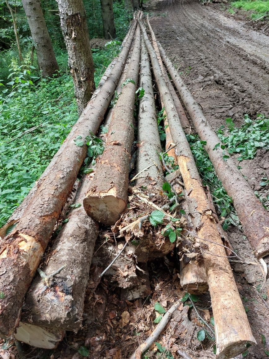 Sc BLIDAR FOREST srl Vand Molid lemn de lucru  în cantități mari