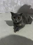 Прожайотса кошка вислоухий девочка