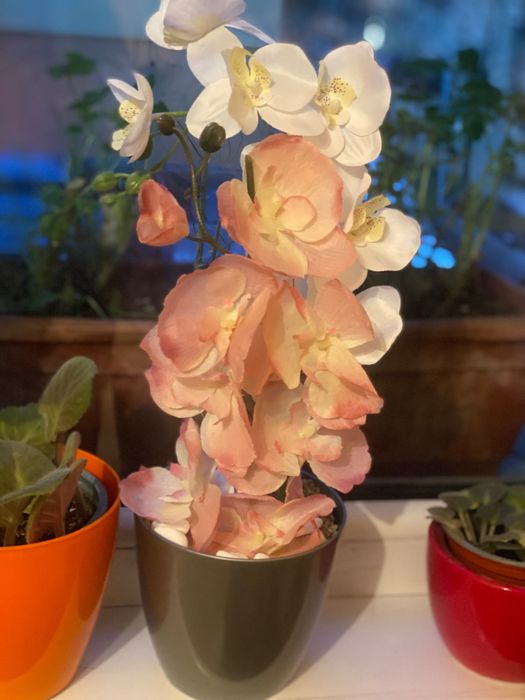 Латексна орхидея