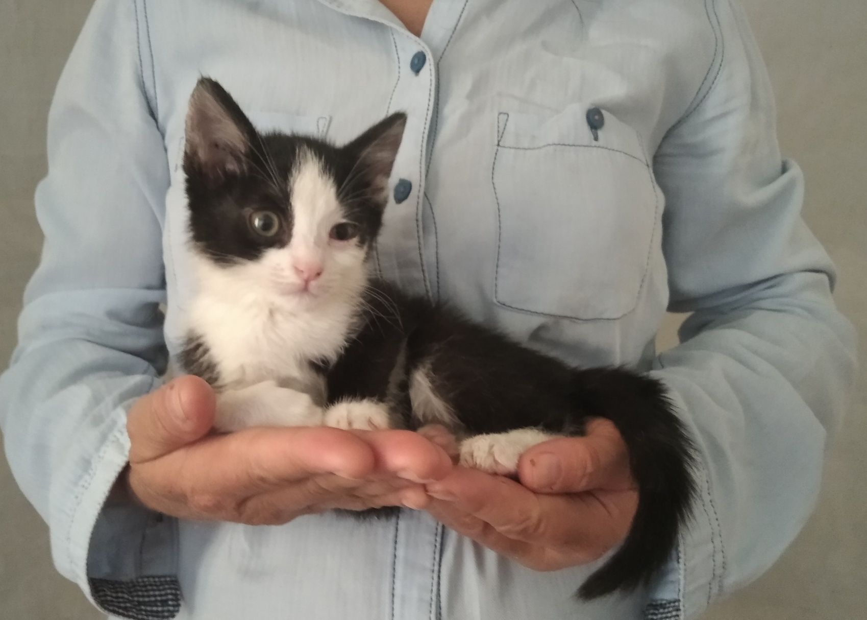 Котята,только ответственным людям!