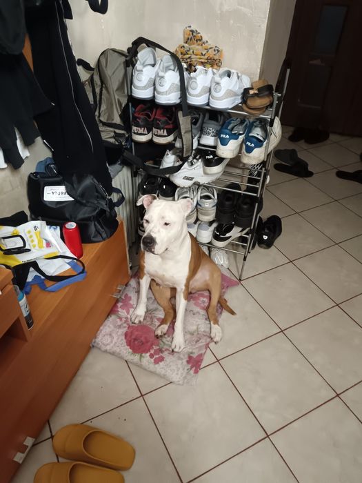 Donez cățel Amstaff