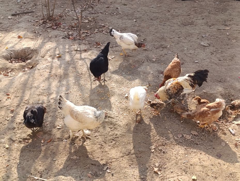 товук хуроз сотилади домашних