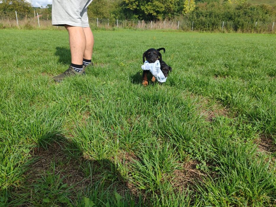 Disponibil spre o casa noua catel  4 luni jakd terrier