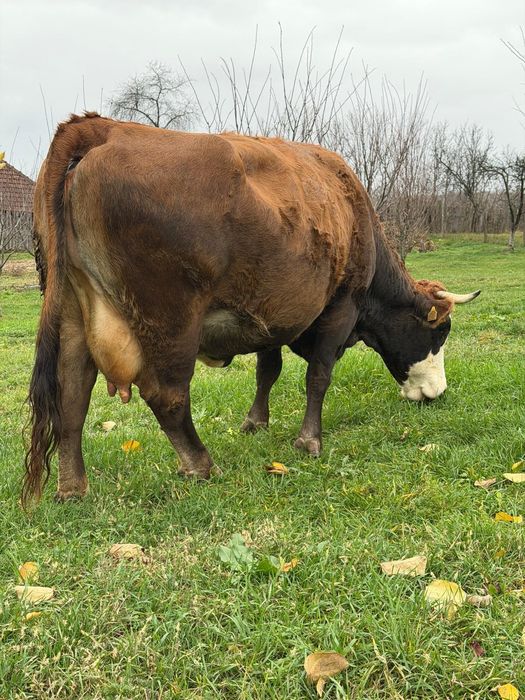 Vând vacă de rasă!