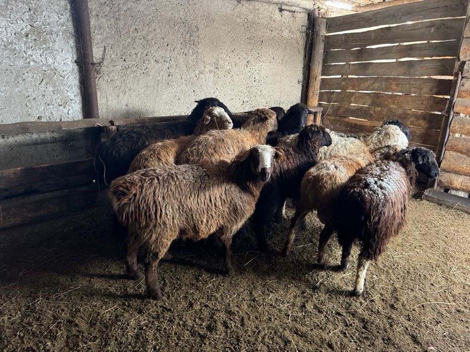 Продам жирных баран