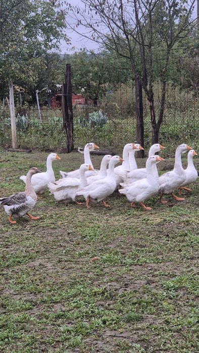 Gâște tinere de ținut sau tăiat