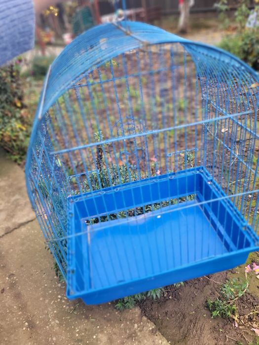 Colivie papagal  Mica