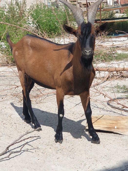 Vand/schimb tap alpin francez