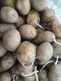 Семенная картошка и обычная крупная картошка