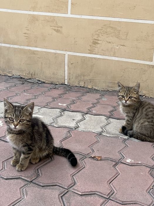 Кошки отдам в хорошие руки