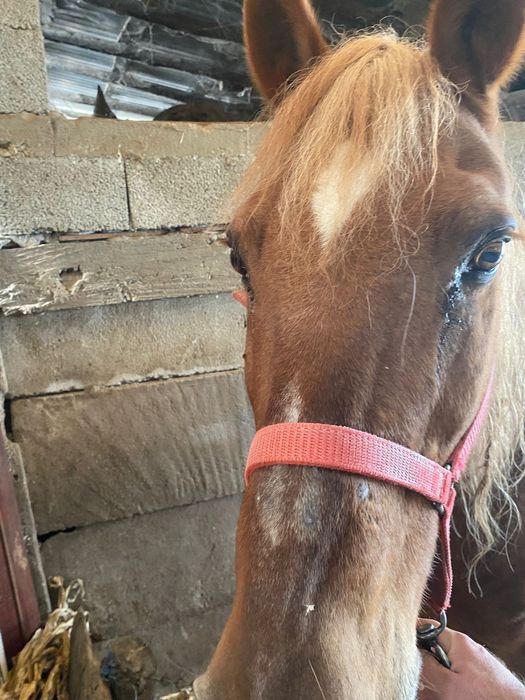 Cal de Vinzare (cal pentru căruță etc.)