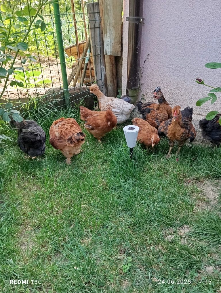 Vând 10 pui moțați