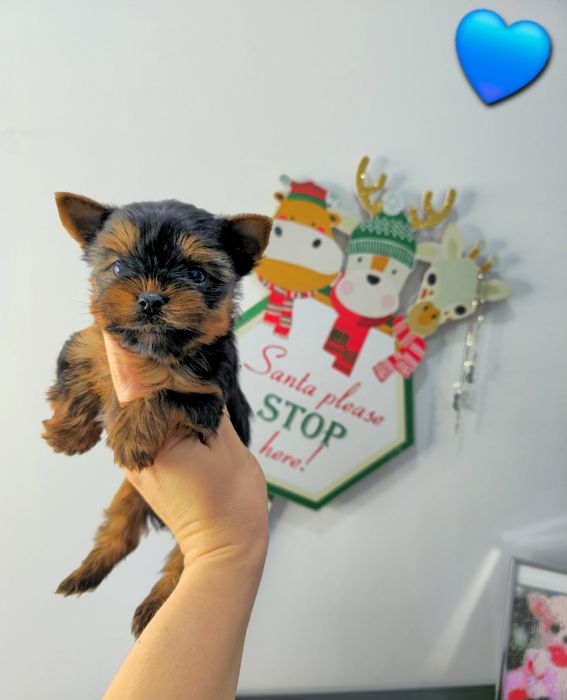 Йоркширски териер