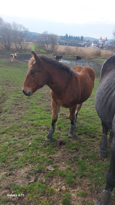 " Vând urgent 2 manzuții de 4 si 5 luni .mânzuta și mânz