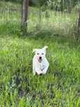 Catea  labrador de vanzare