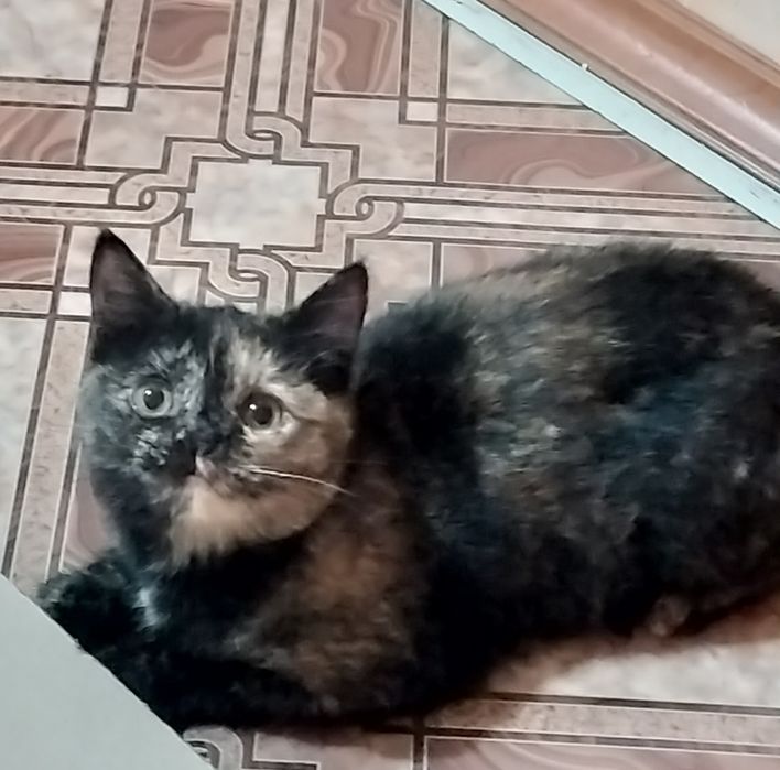 Ищет дом кошечка-подросток