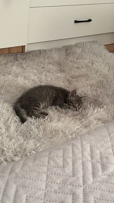 котенок,кот.