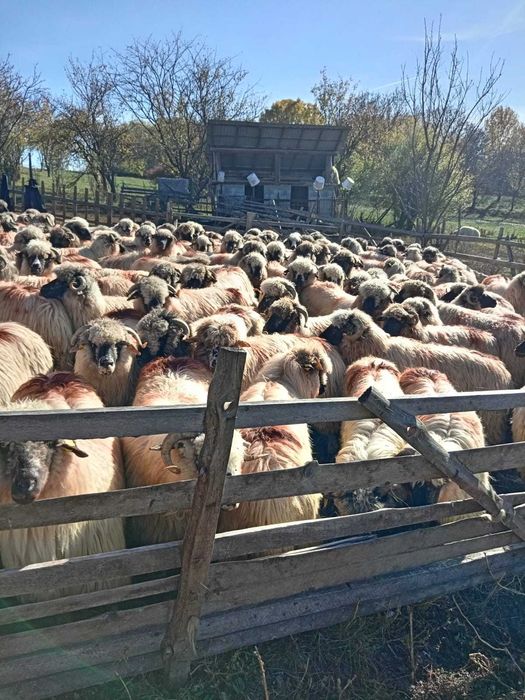 De vînzare 160 de oi țurcane