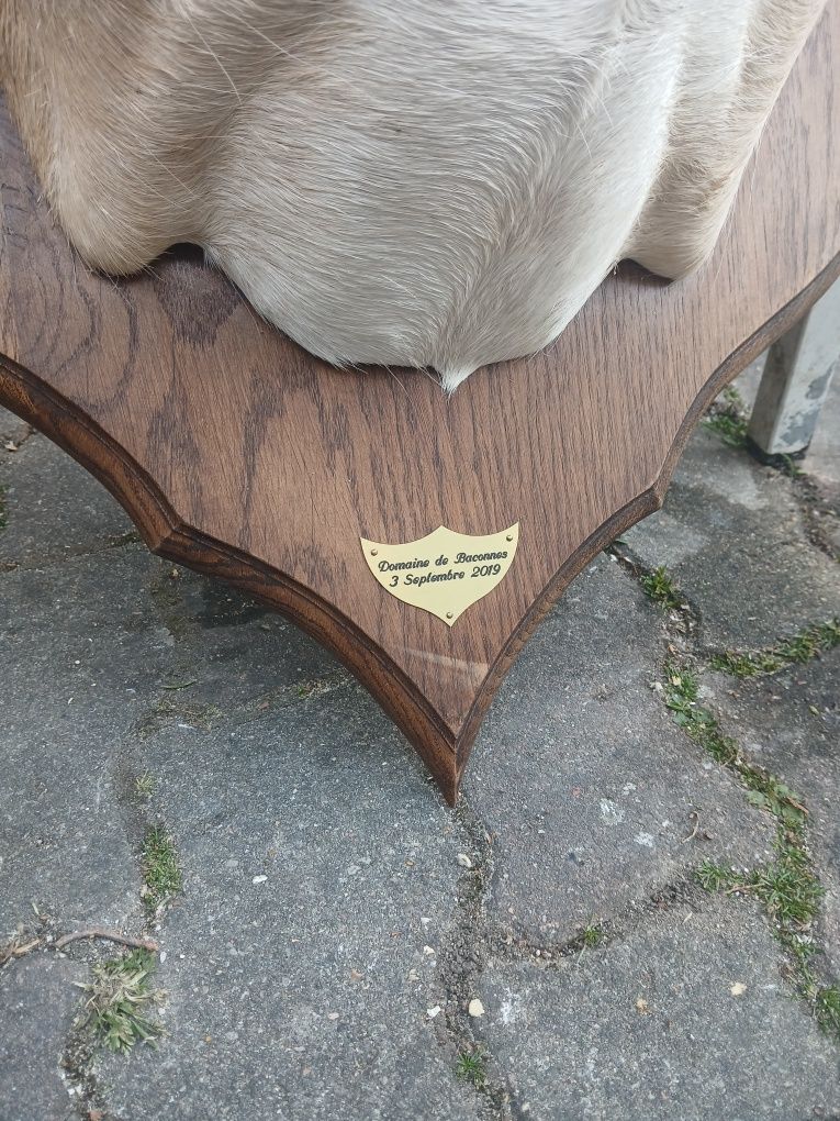 Trofeu naturalizat