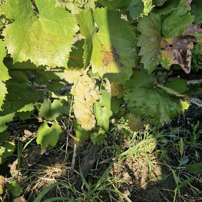 Vand struguri de vin producatie 2025 avem toate soiurile disponibile