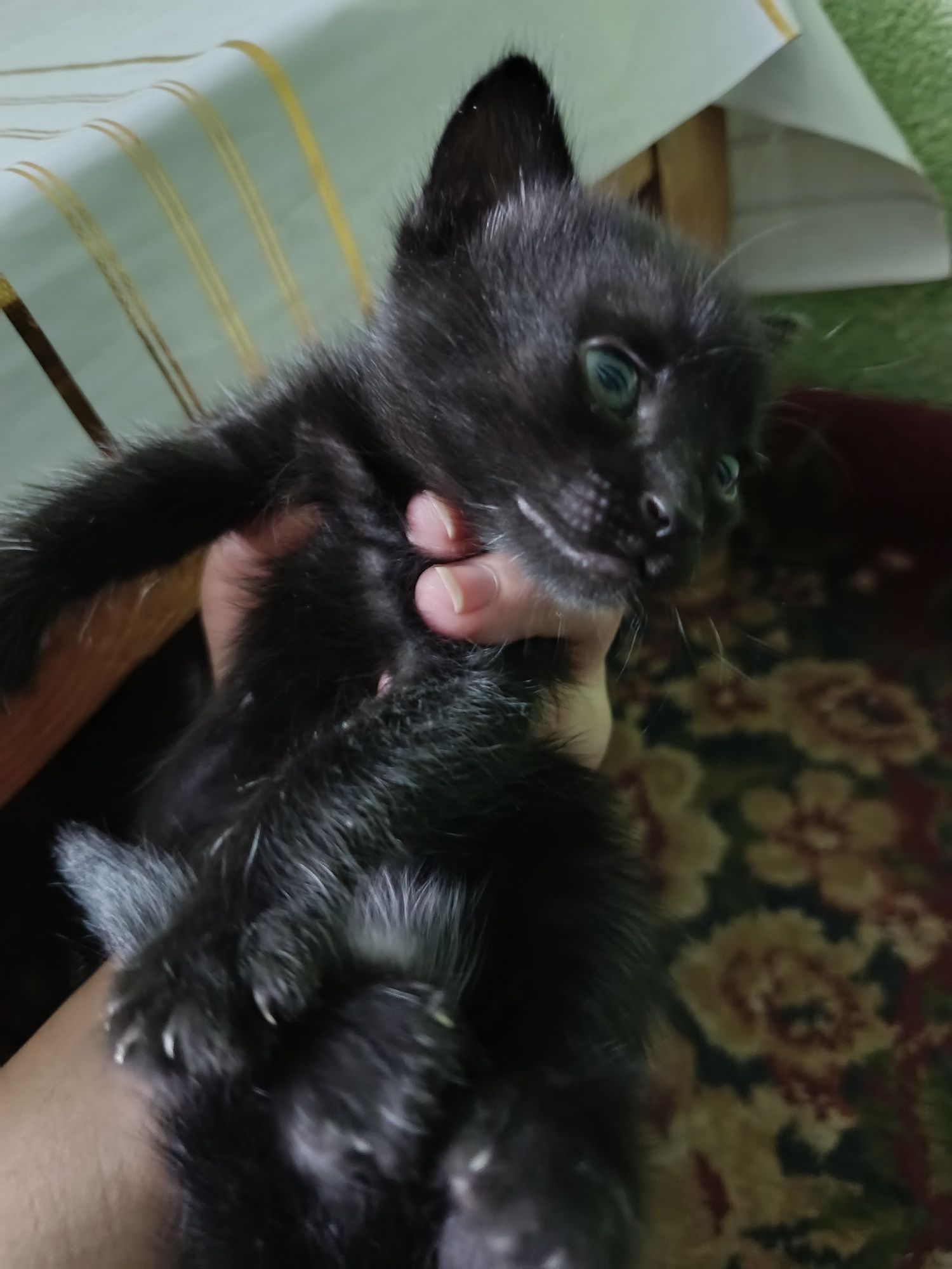 Yangi tugʻilgan mushuklar yaxshi qoʻllarga beriladi tekinga yaxshi qoʻ