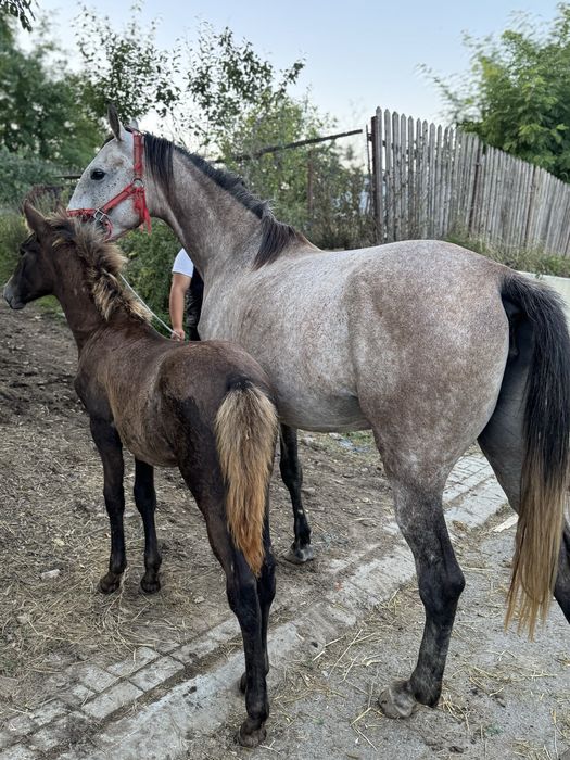 De vanzare ! Iapa lipițană cu tot cu mănză