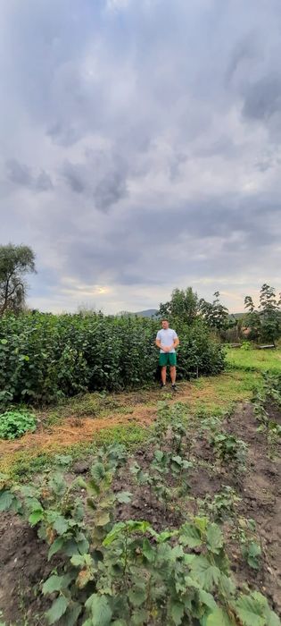 Infiintam livezi de nuci, aluni/aronia.650E subventie>RO
