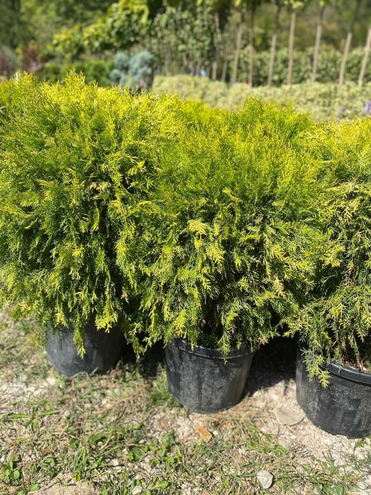 Plante ornamentale ce aduc prospețime și energie pozitivă