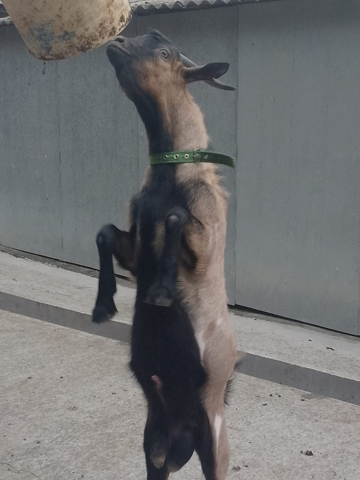 Vând țap Alpin-Francez de monta!