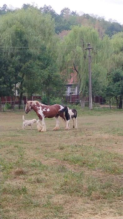 Vand Armasar gypsy vaner cu pedigre