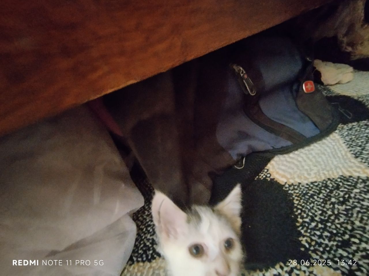 Котики, милые продаю срочно