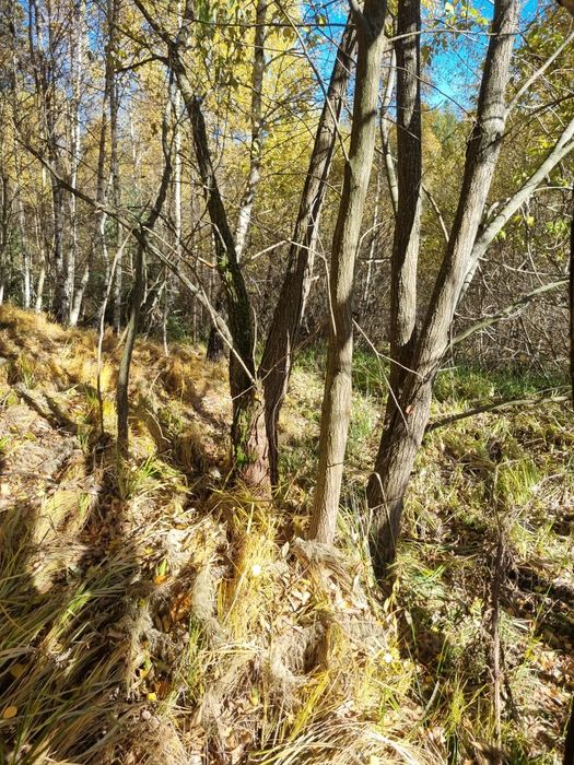 De vânzare teren  in Râșca