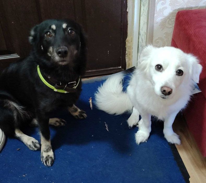 Собака, собачка, щенки, ит, кучук