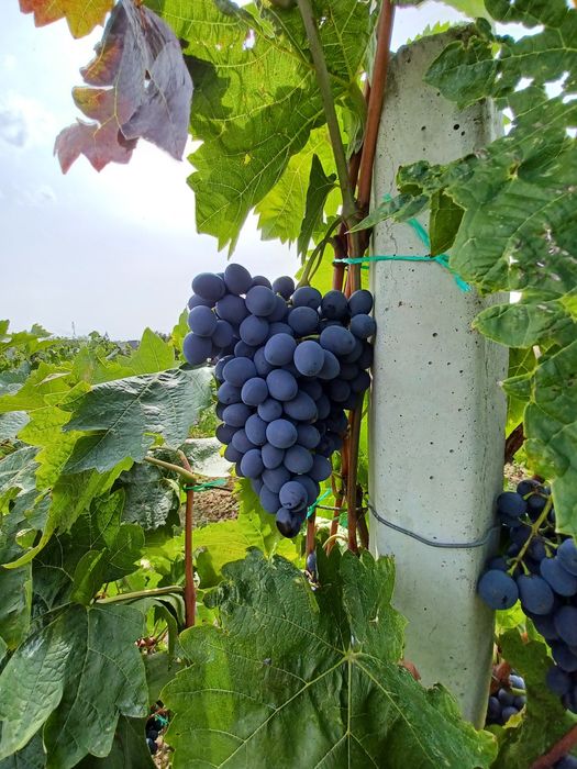 Vand struguri pentru vin