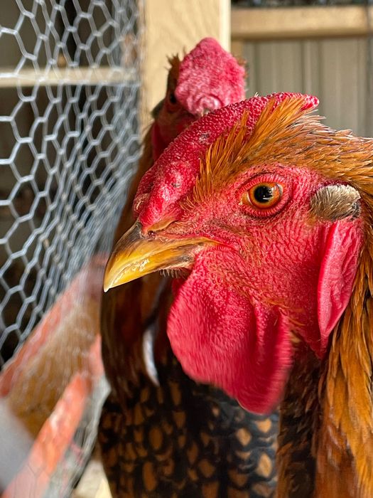 Cocosi Wyandotte Wiandotte 2025 TOP rasa pura GSG albastru auriu