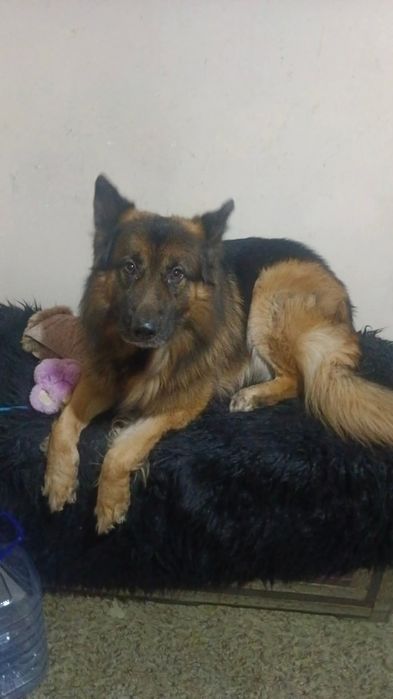 Немецкая овчарка, кобель, ищет себе невесту,крупный 6 лет,
