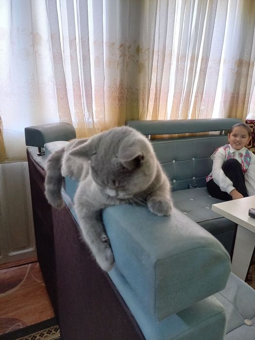 Мушук сотилади зоттор