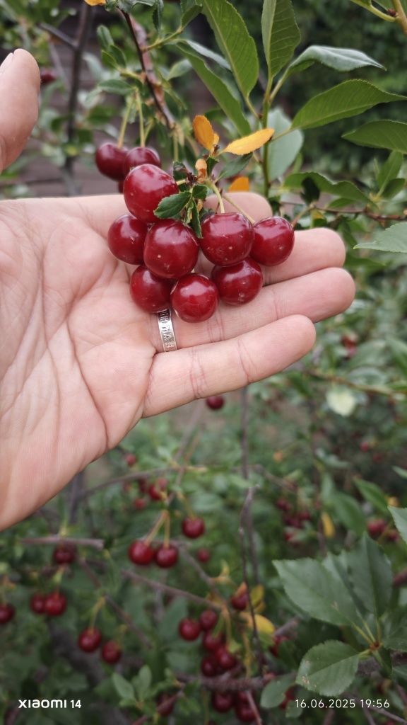 Продам вишню распледка