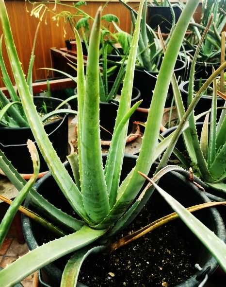 Vand Aloe vera (Aloe barbadensis Miller) 2,5 - 3 ani