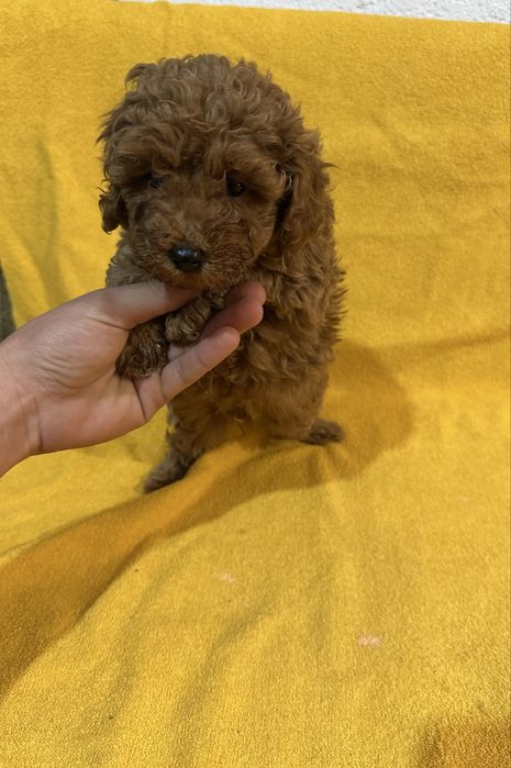 Мини пудел/poodle